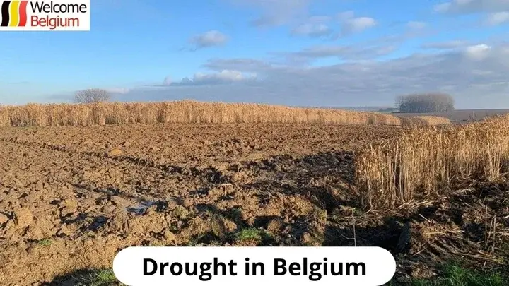 Champs asséchés dans le Brabant wallon